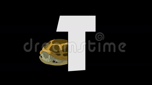 字母T和海龟背景视频的预览图