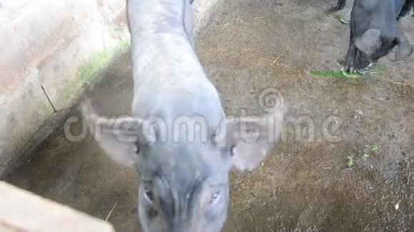 大型黑猪在泰国帕塔隆的农场吃视频的预览图