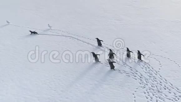 南极绅士企鹅雪步鸟瞰视频的预览图