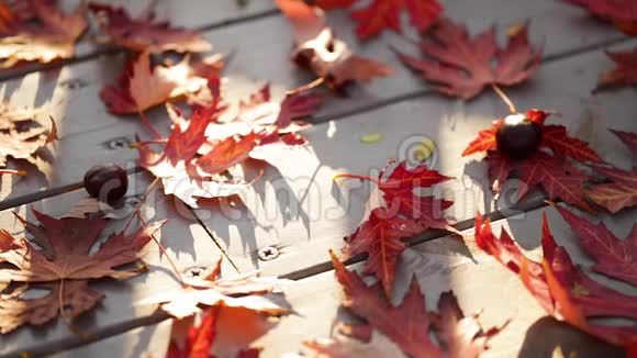 秋色灰色木质背景上的红色枫叶选择性重点视频的预览图