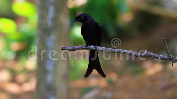 黑德隆戈美丽的鸟在森林里视频的预览图