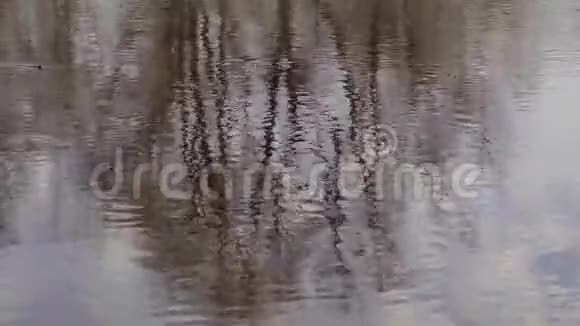 河中天空和树木的倒影视频的预览图