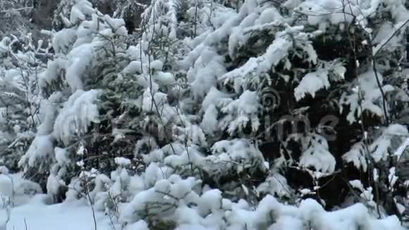 童话中的冬林视频的预览图