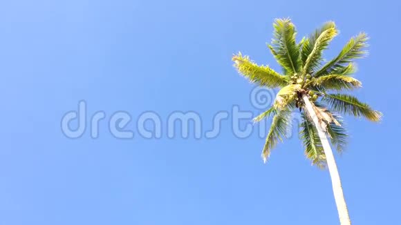 蓝天和朝阳下的椰子树与复制空间区域循环视频的预览图