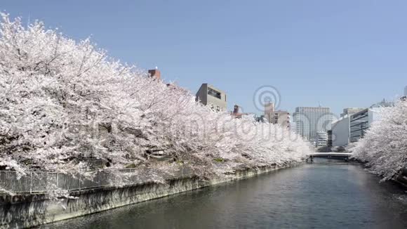 日本的大樱花视频的预览图