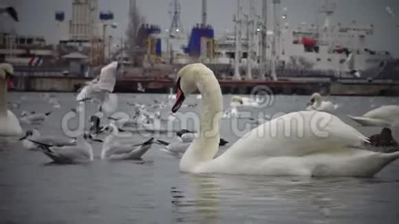 生态问题是海港水域的白天鹅鸭子和海鸥视频的预览图