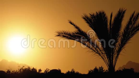日落时的棕榈树太阳和山脉背景下的奇异棕榈树剪影视频的预览图