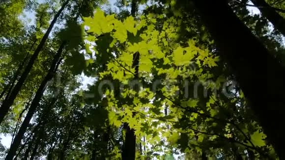 有叶子的自然背景视频的预览图