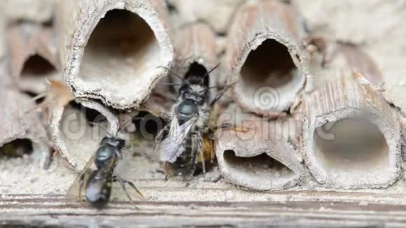 春季在昆虫旅馆交配的野生单生蜜蜂视频的预览图