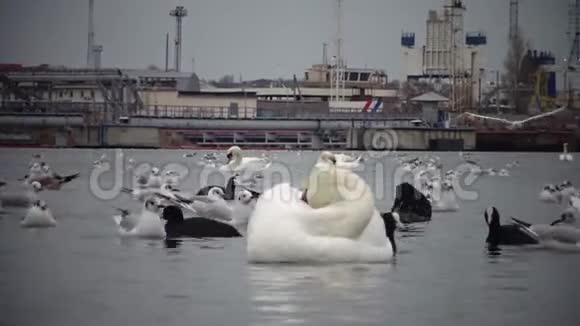 生态问题是海港水域的白天鹅鸭子和海鸥视频的预览图