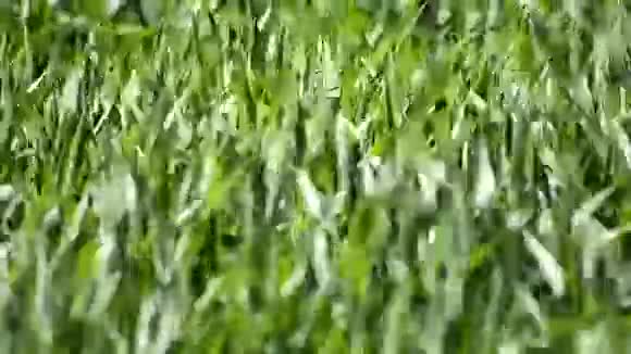 绿色的麦田随风移动视频的预览图