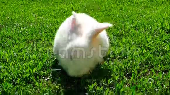 绿草上的白兔视频的预览图