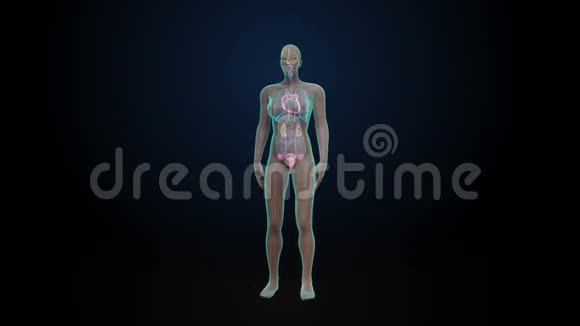 旋转女性人体的内脏心脏系统蓝色X光视频的预览图