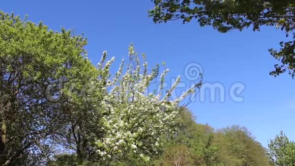 花开白苹果花叶清蓝视频的预览图