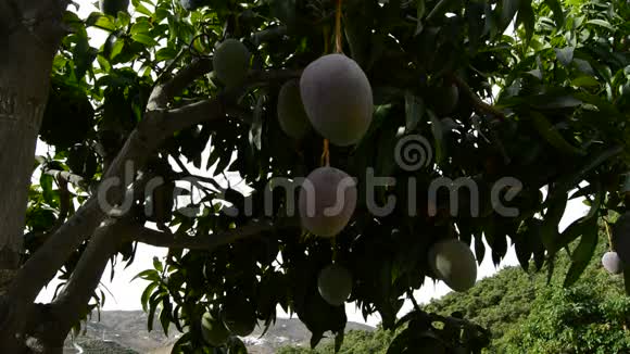 芒果热带水果悬挂在热带果树种植园的树枝上倾斜视频的预览图