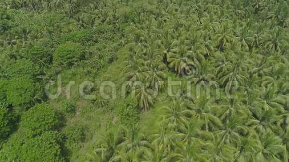 带有棕榈树的热带景观菲律宾卢松视频的预览图