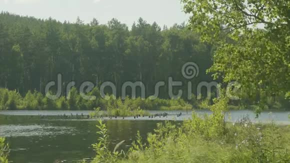 有松树的森林湖里的蓝水美丽的湖泊和绿色森林视频的预览图