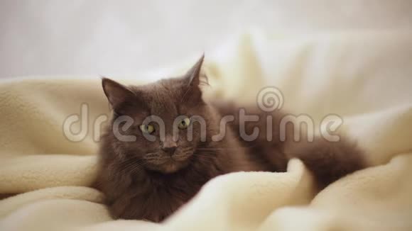 睡在沙发上的美丽的灰毛绒猫视频的预览图