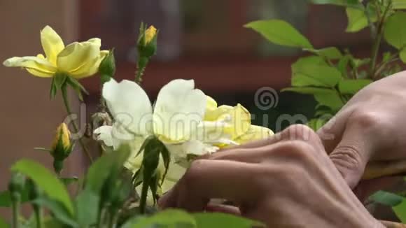双手合拢用剪刀修剪黄玫瑰视频的预览图