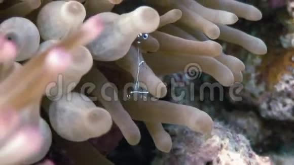 海玻璃壬酮共带水晶虾视频的预览图