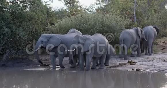 非洲大象在莫雷米博茨瓦纳野生动物视频的预览图