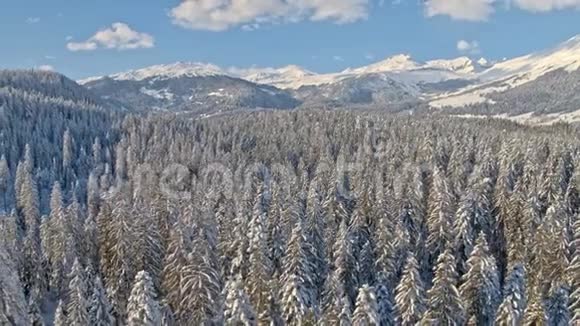 冬季森林腊肠景观空中4k视频的预览图