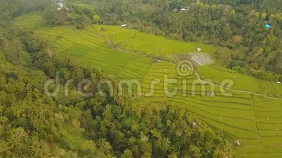 露台稻田巴厘岛印度尼西亚视频的预览图