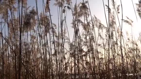 湖上芦苇的美丽景色视频的预览图