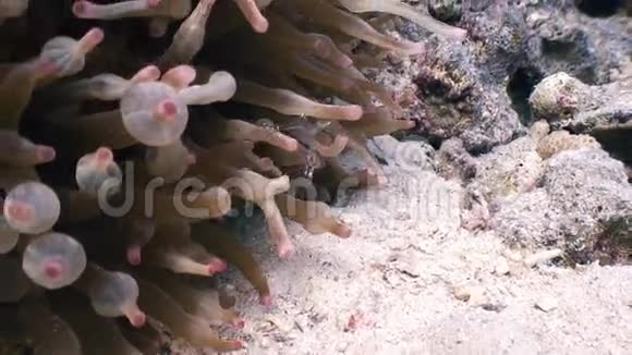 海玻璃壬酮共带水晶虾视频的预览图