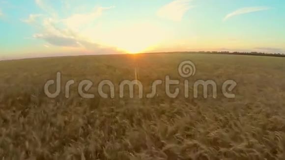 日落时用小麦耕种视频的预览图