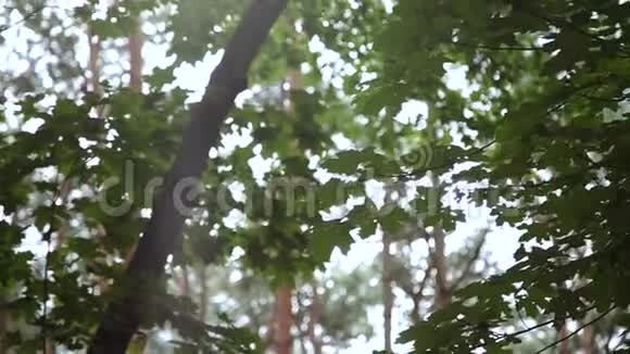 阳光透过树的叶子视频的预览图