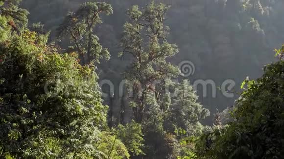 尼泊尔的摩西山森林在喜马拉雅山探险视频的预览图