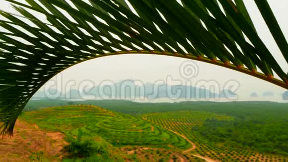 从上面可以看到油棕树行的植物热带景观视频的预览图