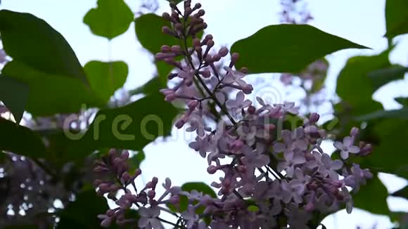 紫丁香紫色的花枝古灵精怪宏拍静态摄像机在风中微微摇曳花期视频的预览图