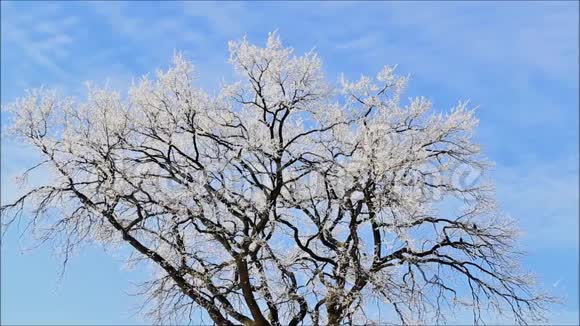 树上的海霜冬季景观视频的预览图