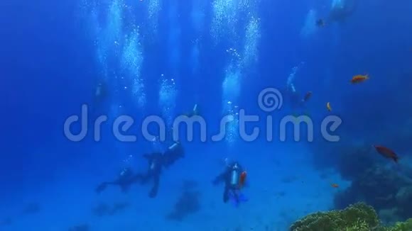 一群潜水员游过珊瑚礁视频的预览图