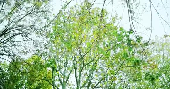 森林树木和春天的绿叶视频的预览图