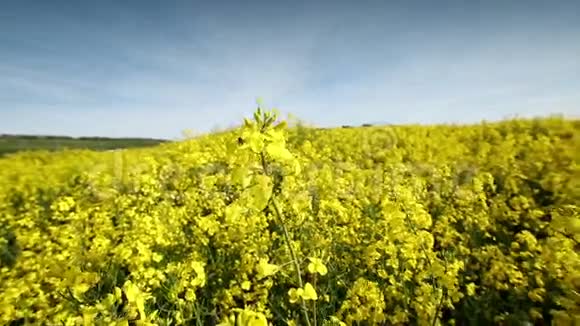 油菜田的全景视频的预览图