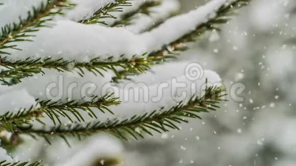 森林降雪美丽的冬季景观视频循环视频的预览图