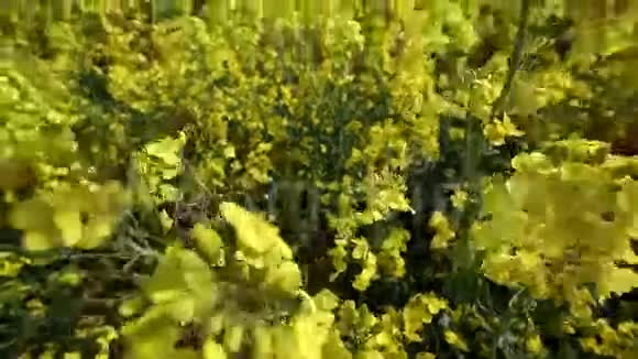 油菜田的全景视频的预览图