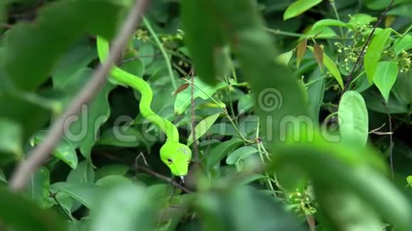 东方鞭蛇在树枝上视频的预览图