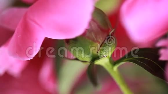 视频白色和粉红色牡丹花瓣花蕾视频的预览图