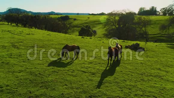 马在乡间放牧鸟瞰绿草活股票山和湖白天太阳视频的预览图
