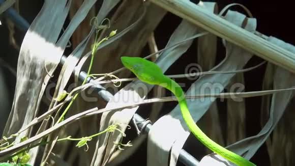 树枝上的东方鞭蛇视频的预览图