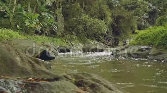 热带森林里的河流视频的预览图