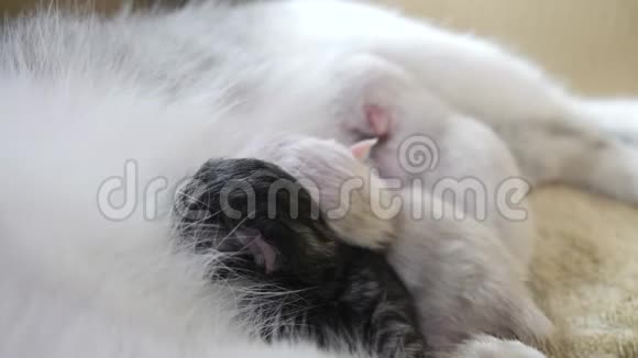猫在家里喂养可爱的小猫的生活方式小新生的小猫可爱的小猫睡在一起视频的预览图