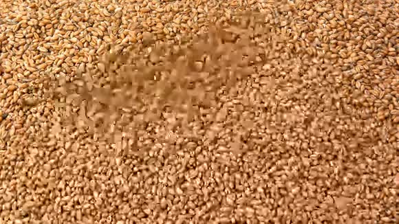 一粒小麦视频的预览图