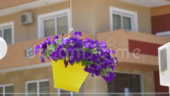传统地中海风格的街头花饰视频的预览图