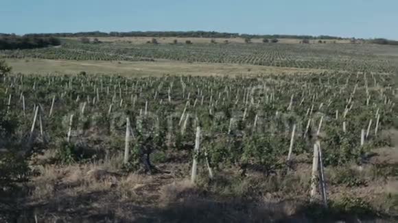 克里米亚山区田野上美丽的绿色葡萄园视频的预览图