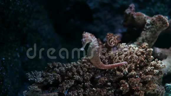 水族馆里的海马鱼缸装饰视频的预览图